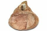 Fossil Plesiosaur (Thililua?) Cervical Vertebra - Asfla, Morocco #354414-1